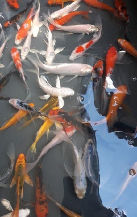 Koi karp karaś orfa złoty lin amur