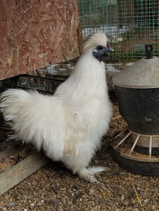 Koguty silek jedwabistych