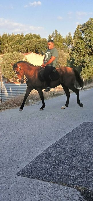 Vendo cavalo capado