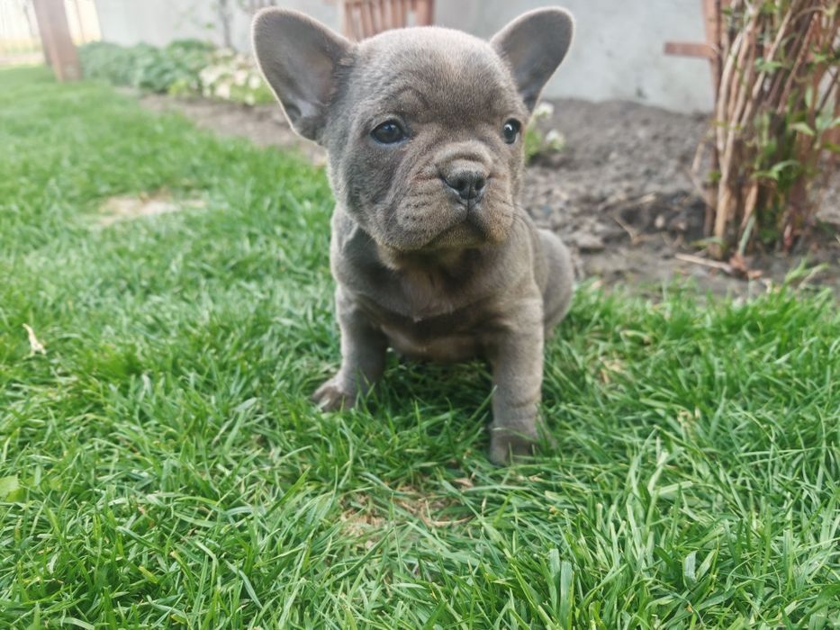 Buldog Francuski suczka Blue
