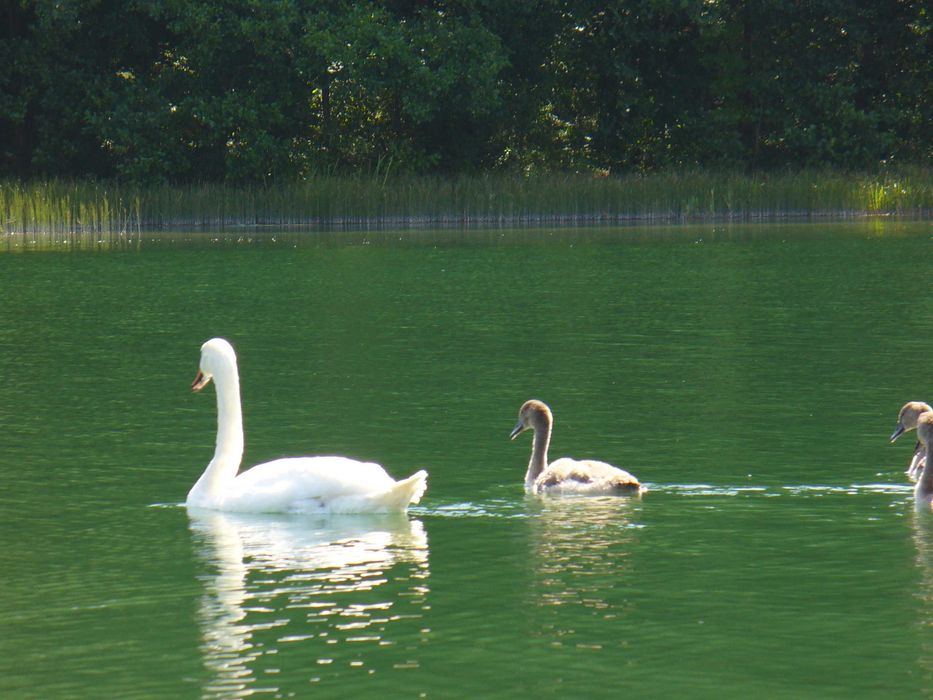 Domek nad jeziorem Serwy wolne terminy wrzesień