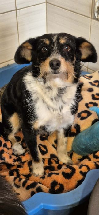 Do adopcji mała, delikatna suczka