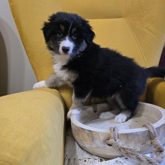 Owczarek australijski FCI suczka Morfina