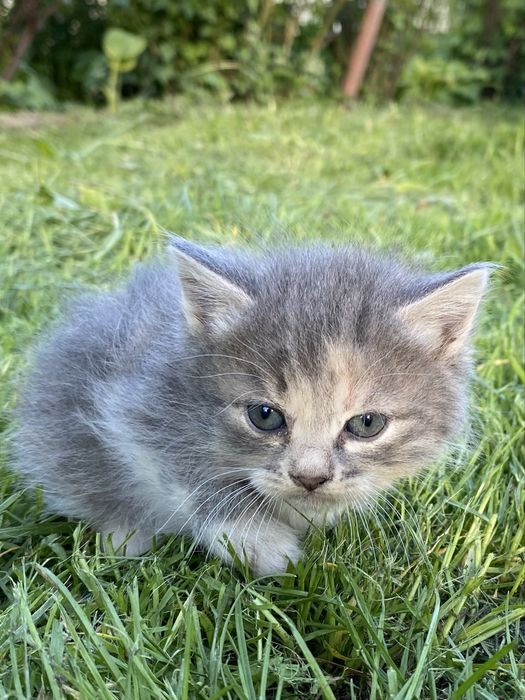 Продам котика.