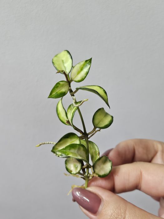 Hoya lacunosa Bruno Tricolor