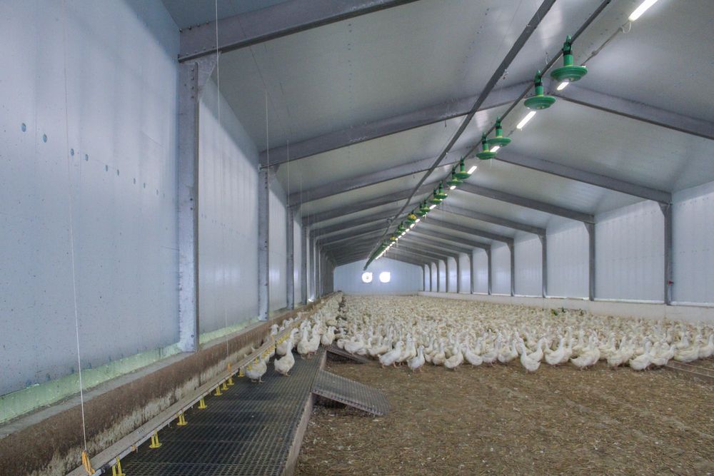 Ocieplenie Tuczarni Chlewni Kurnika Obory Hali Płyta STYRODUR XPS AGRO