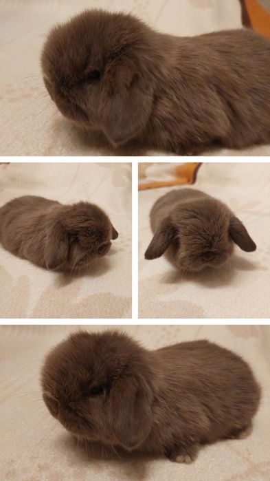 Króliczki mini-lopy i karzełki teddy