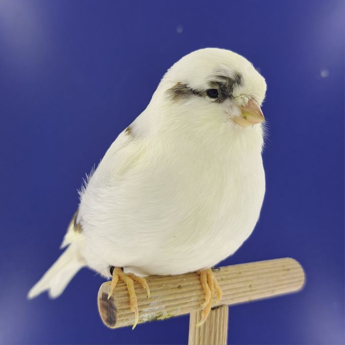 Kanarek, samczyk 23 - sprzedam, Wrocław