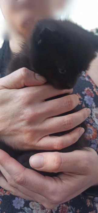 Котики в добрі руки. Пухнасте щастя.