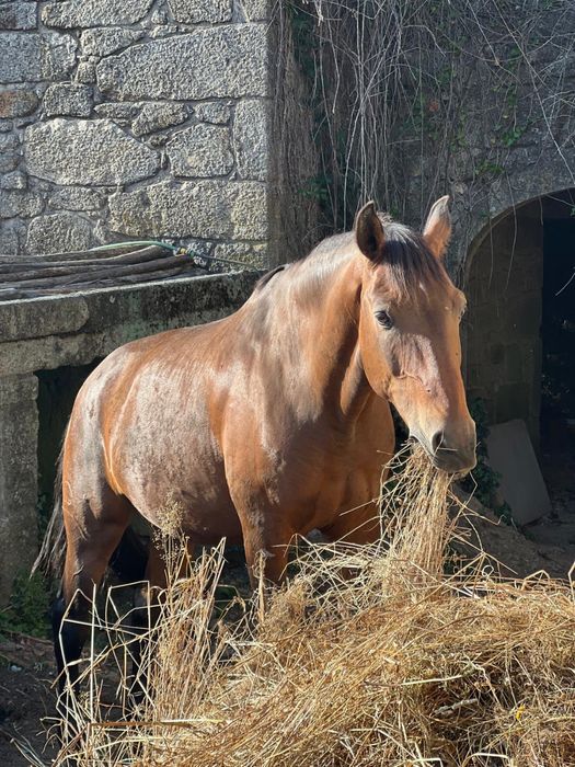 Cavalos a campo