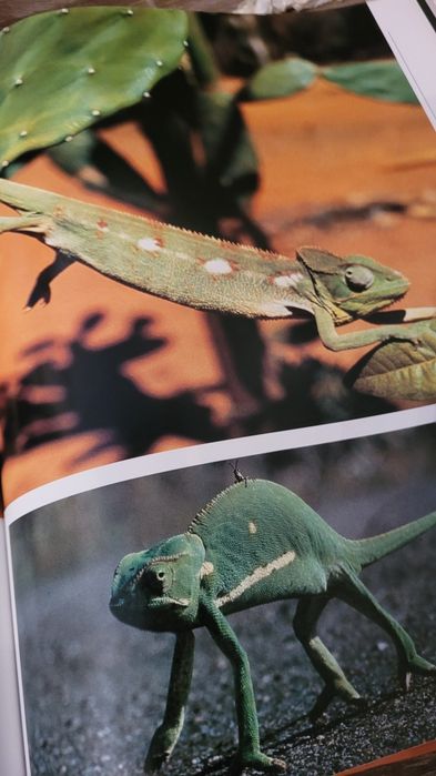 Książka- Stepy i Pustynie, encyklopedia dzikich zwierząt