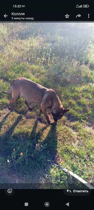 Цуценята малінуа