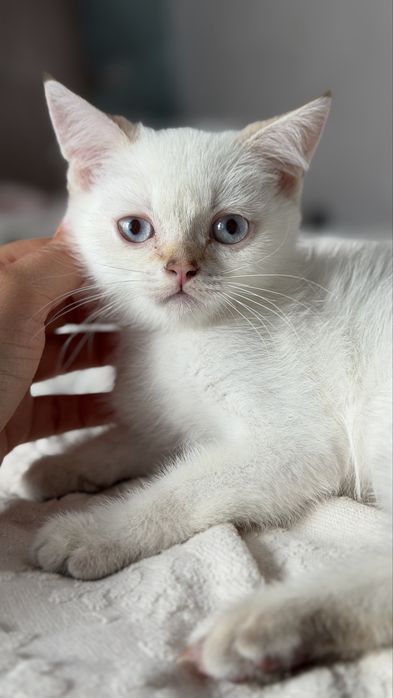Кошенята  шиншилла поінт