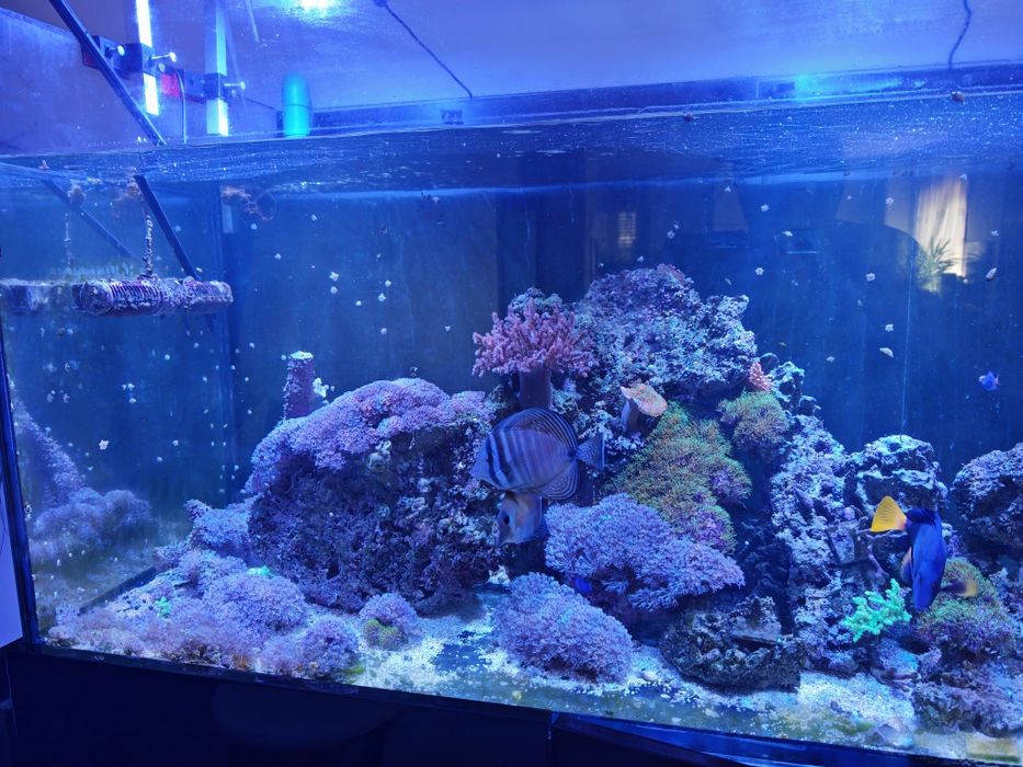 Peixes, rochas e corais