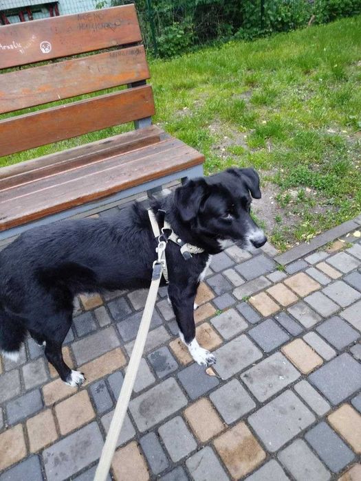 КИЕВ. Пропала собака, метис, мальчик Дик