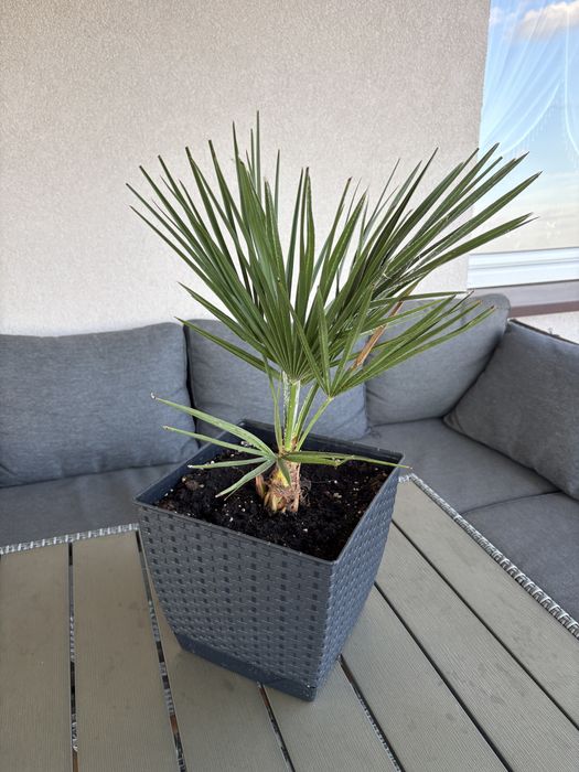 Palma Mrozoodporna Karłatka ( Chamaerops Hubilis)– 60 cm