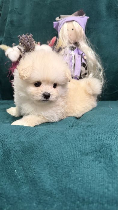 Дизайнерские щенки Pomapoo в продаже