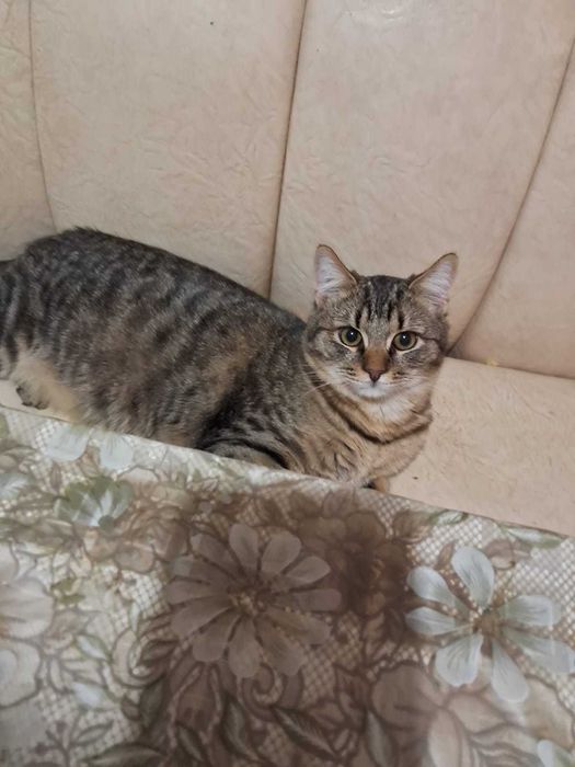 Маленькі пухнастикі в люблячі руки
