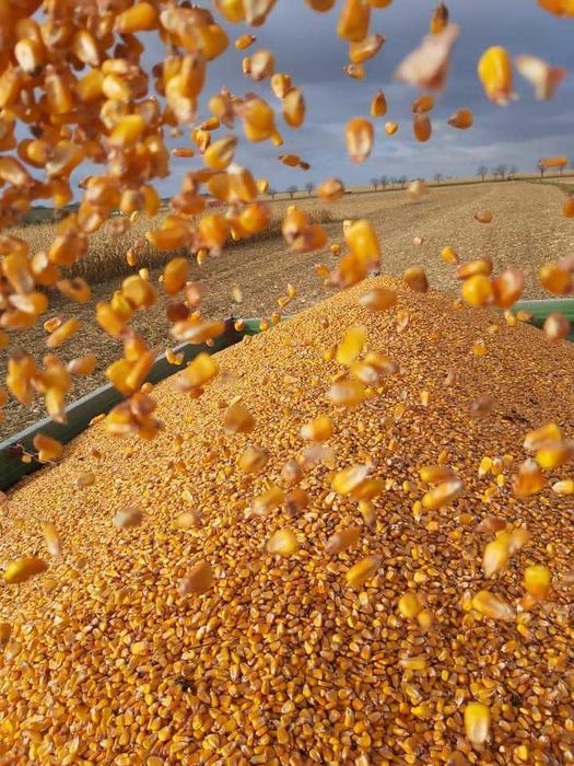kukurydza żółta drobna/ząb
