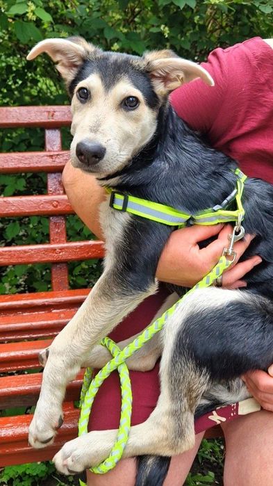 Харьков ! Отдаётся щенок ответственным хозяевам