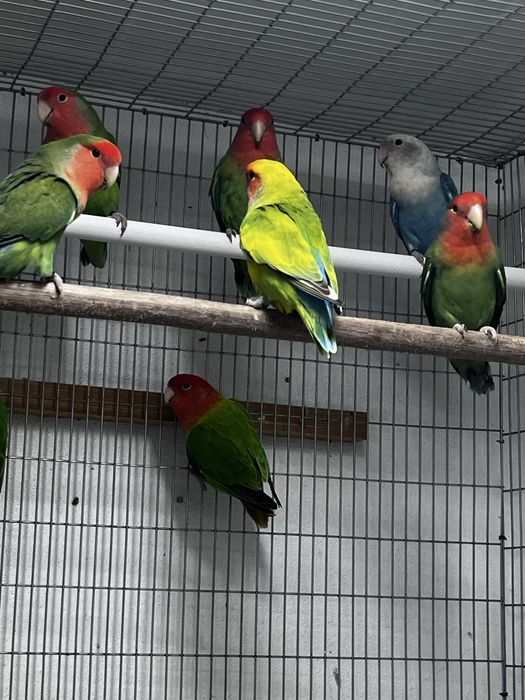 Agaponis longfeather