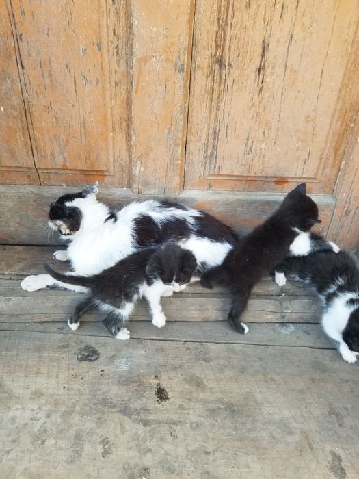 кошенята, віддам за шоколадку