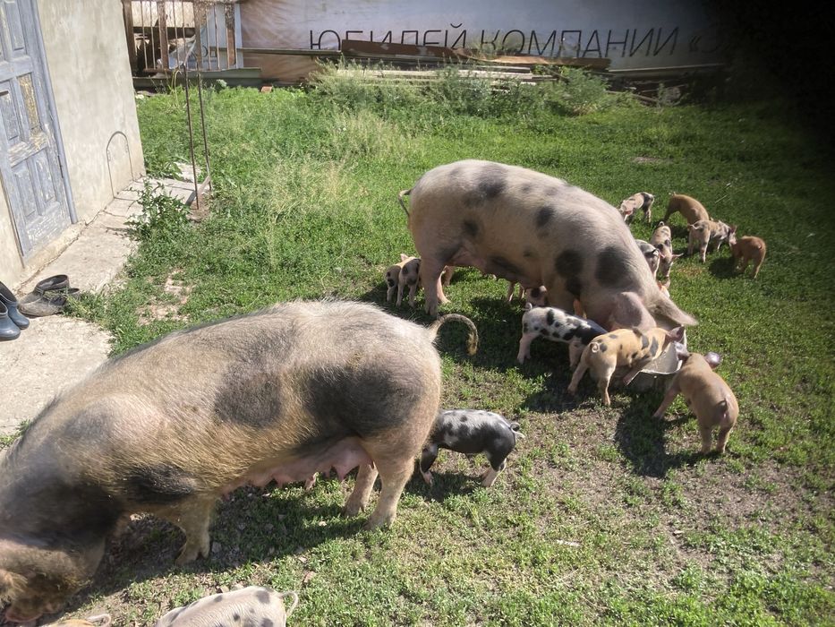 Бізнес ферма працююча