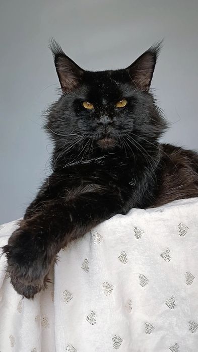 Мейн Кун кот для вязки