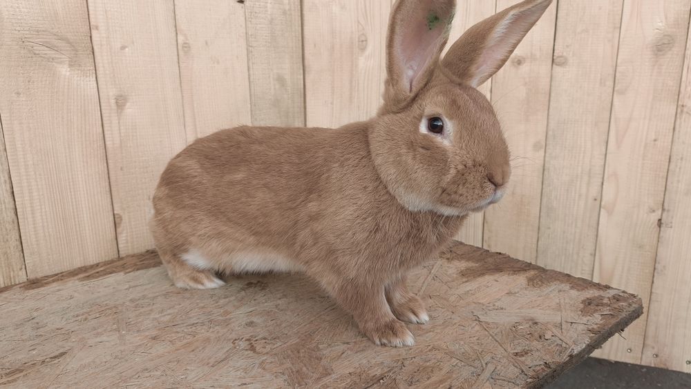 Króliki burgundzkie