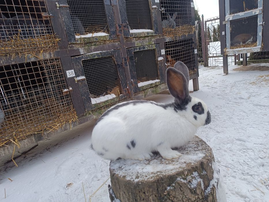 Króliki Srokacz Olbrzym Niebieski