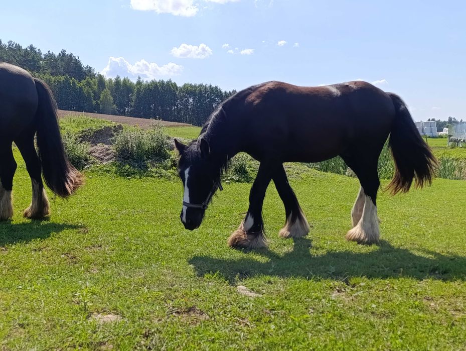 Malowany ogierek gypsy cob