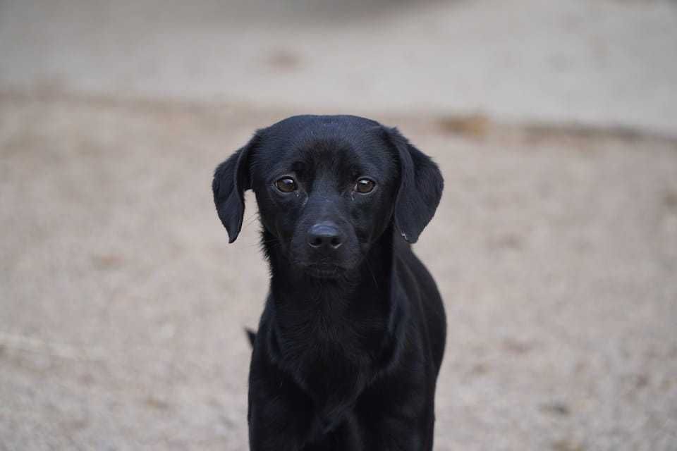 Maffinek szuka kochającego domu!