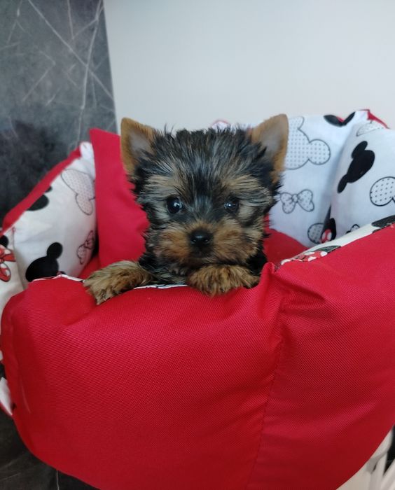 Suczka  York Yorkshire terrier