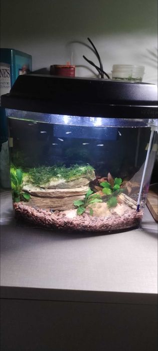 Vendo guppies endler