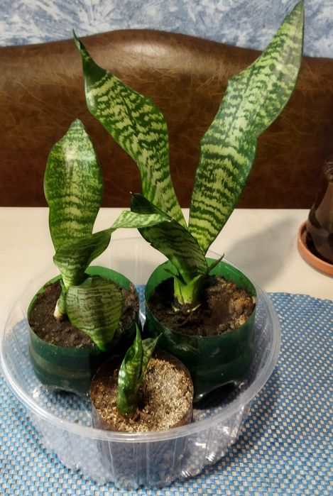 Цветы «тещин язык» для дома и офиса