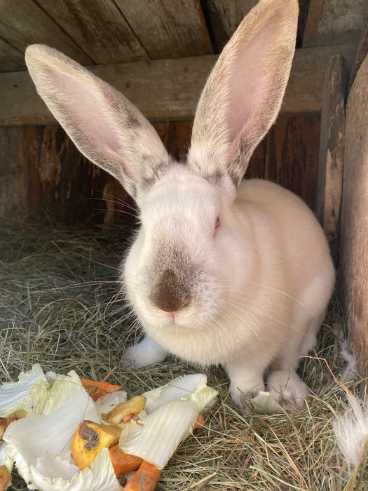 Тварини мясної породи