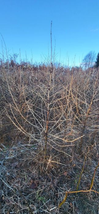 Modrzew europejski do nasadzenia  , na podkładkę 150-200cm