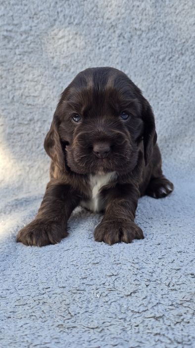 Cocker Spaniel Angielski