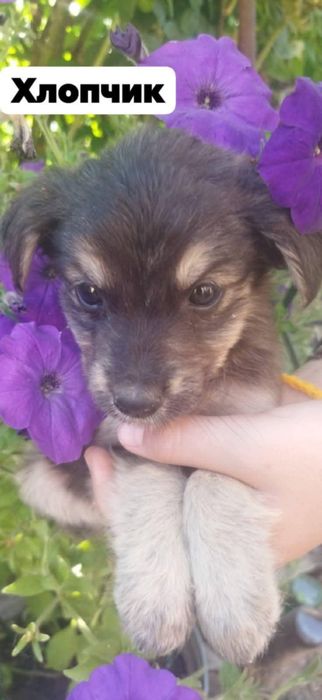 Цуценята гарні руки