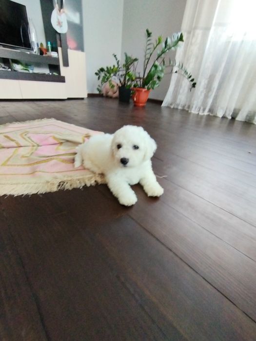 Бішон Фрізе, цуценята, Бишон Фризе