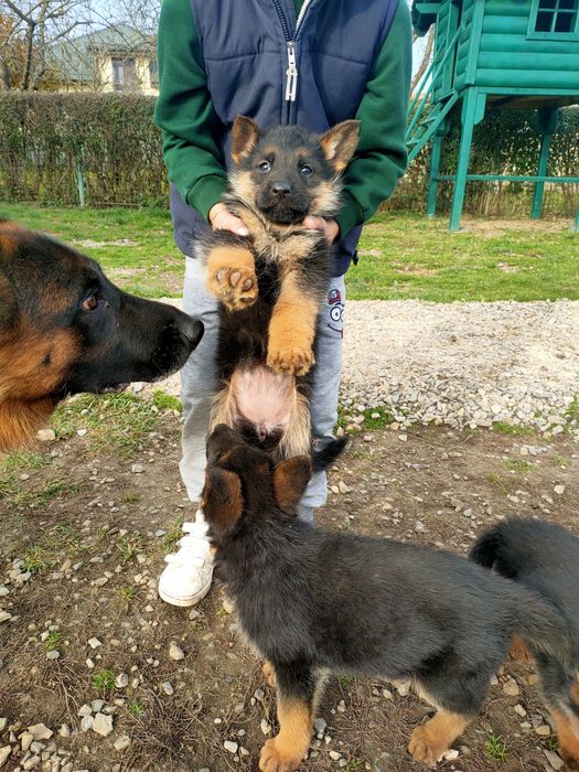 Продаються цуцики