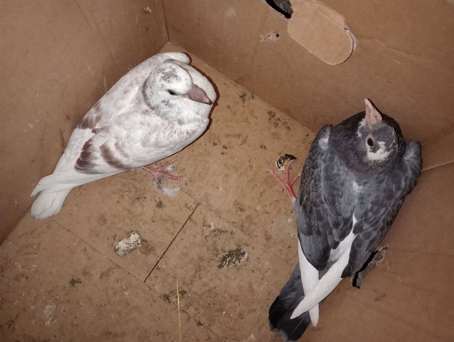 Gołębie pocztowe i Kingi