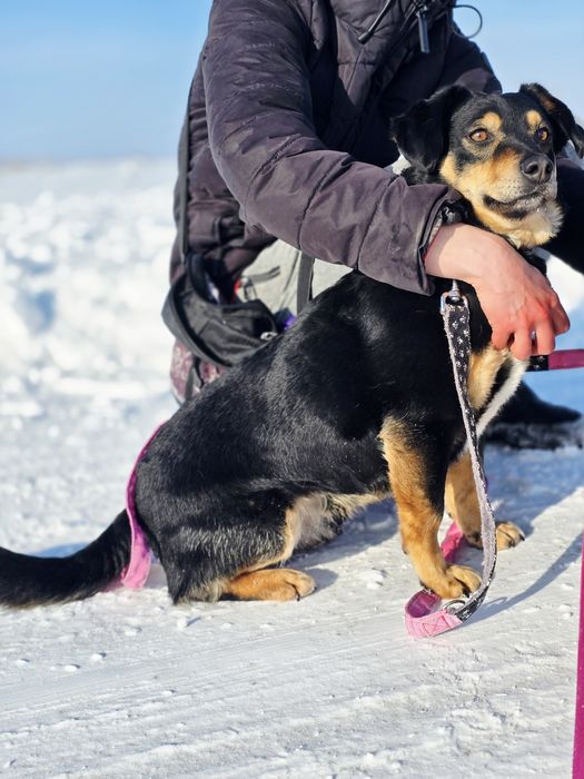 Uroczy 10 kilowy Aramis