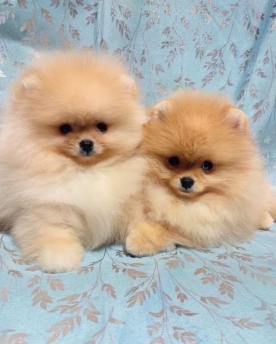 Шпiци дiвчинка i хлопчик КСУ FCI