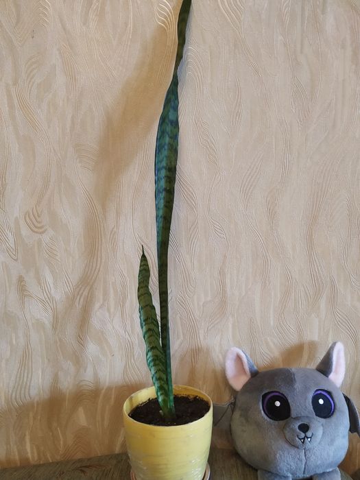 Сансеверия Сансеверія Сансевієрія кімнатна рослина вазонок