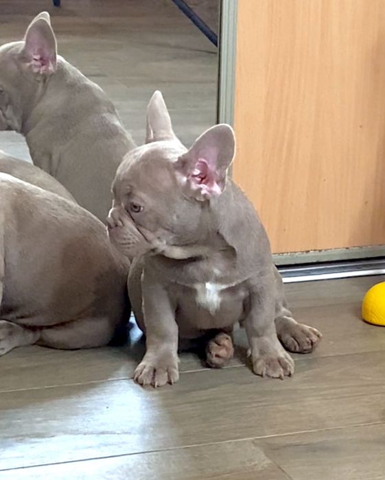 Изабелловый щенок Французский Бульдог