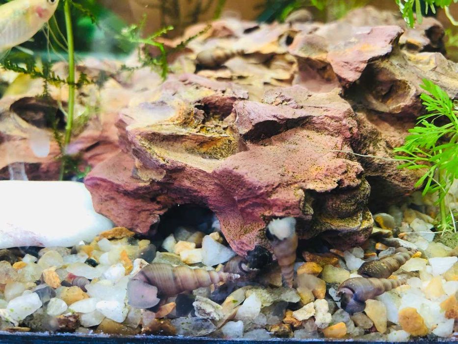 Caracois para aquario