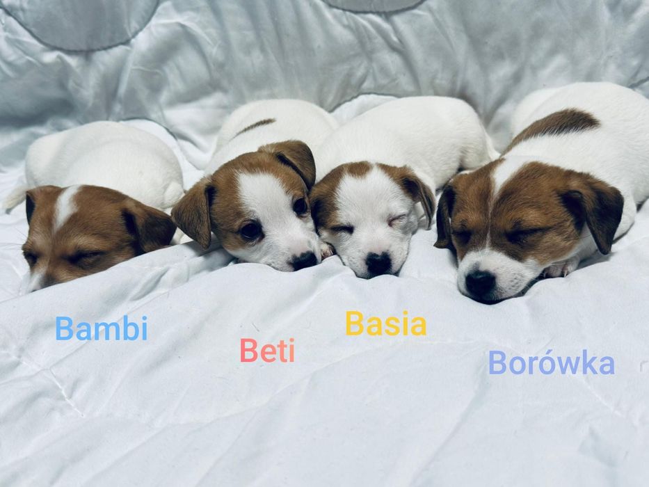 Suczki Jack Russell terrier