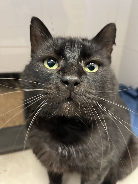 Bardzo pilnie dom dla kota! Nie ma dokad isc!