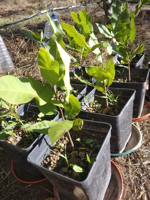 Nogueiras Pecam em vaso